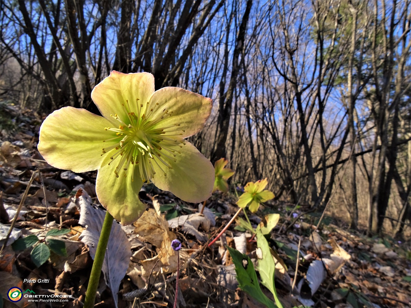 52 Helleborus viridis (Elleboro verde) .JPG